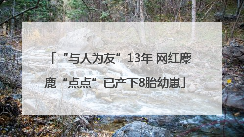 “与人为友”13年 网红麋鹿“点点”已产下8胎幼崽