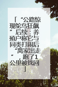 “公路惊现鸵鸟狂飙”后续：养殖户称它与同类打闹后“离家出走”，跑了1公里被找回