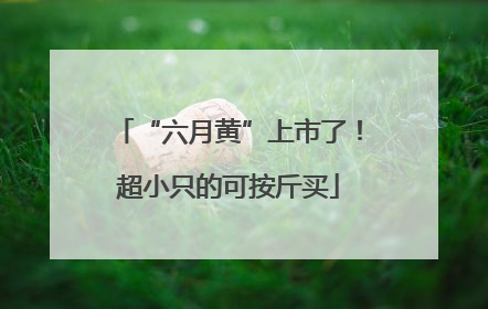 “六月黄”上市了！超小只的可按斤买