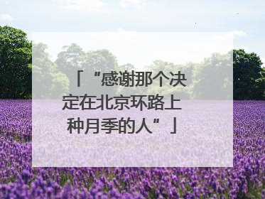 “感谢那个决定在北京环路上种月季的人”