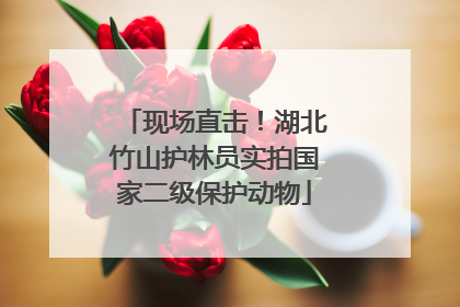 现场直击！湖北竹山护林员实拍国家二级保护动物