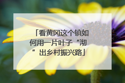 看黄冈这个镇如何用一片叶子“沏”出乡村振兴路