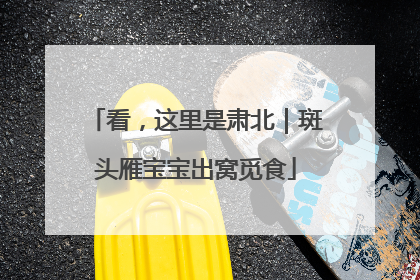 看，这里是肃北｜斑头雁宝宝出窝觅食