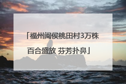 福州闽侯桃田村3万株百合盛放 芬芳扑鼻