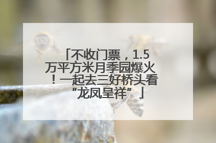 不收门票，1.5万平方米月季园爆火！一起去三好桥头看“龙凤呈祥”