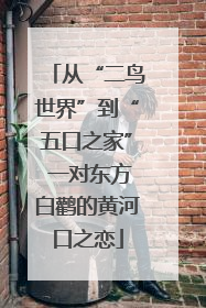 从“二鸟世界”到“五口之家” 一对东方白鹳的黄河口之恋
