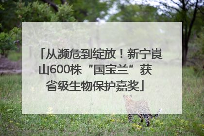 从濒危到绽放！新宁崀山600株“国宝兰”获省级生物保护嘉奖