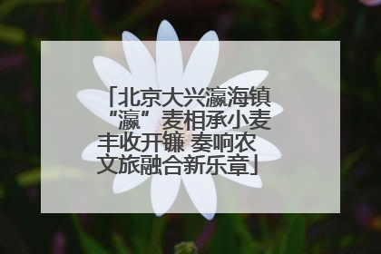 北京大兴瀛海镇“瀛”麦相承小麦丰收开镰 奏响农文旅融合新乐章