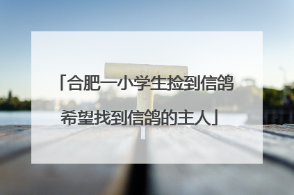 合肥一小学生捡到信鸽 希望找到信鸽的主人