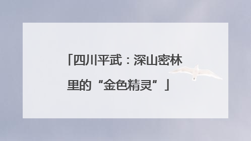 四川平武：深山密林里的“金色精灵”