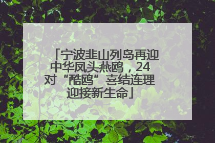 宁波韭山列岛再迎中华凤头燕鸥,24对“酷鸥”喜结连理迎接新生命