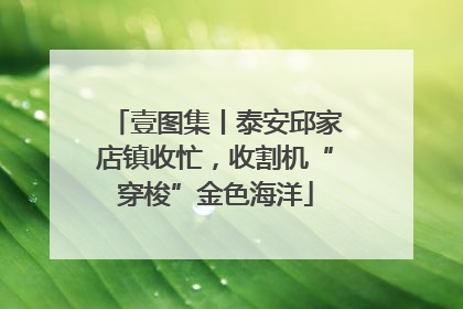 壹图集丨泰安邱家店镇收忙，收割机“穿梭”金色海洋