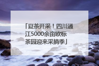 夏茶开采！四川通江5000余亩欧标茶园迎来采摘季