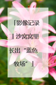 影像记录丨沙窝窝里长出“蓝色牧场”