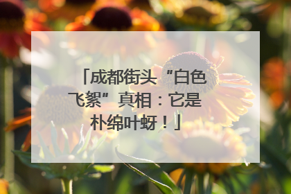 成都街头“白色飞絮”真相：它是朴绵叶蚜！