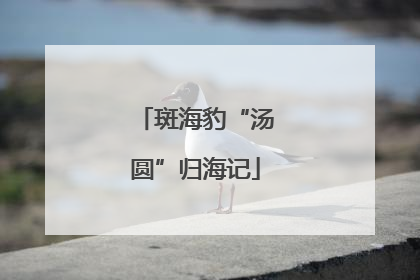 斑海豹“汤圆”归海记