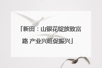 新田：山银花绽放致富路 产业兴旺促振兴