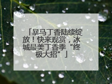 暴马丁香陆续绽放！快来观赏，冰城最美丁香季“终极大招”