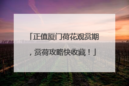 正值厦门荷花观赏期，赏荷攻略快收藏！