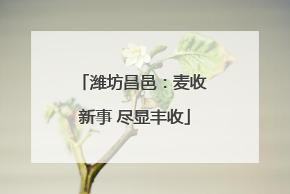 潍坊昌邑：麦收新事 尽显丰收