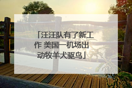 汪汪队有了新工作 美国一机场出动牧羊犬驱鸟