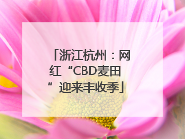 浙江杭州：网红“CBD麦田”迎来丰收季
