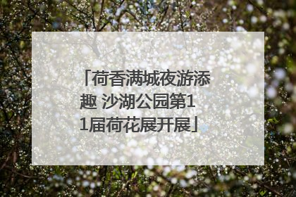 荷香满城夜游添趣 沙湖公园第11届荷花展开展
