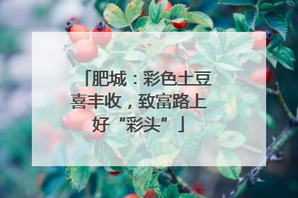 肥城：彩色土豆喜丰收，致富路上好“彩头”