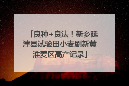 良种+良法！新乡延津县试验田小麦刷新黄淮麦区高产记录
