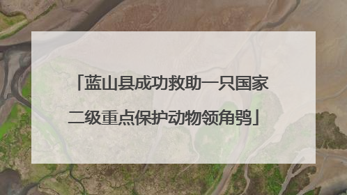 蓝山县成功救助一只国家二级重点保护动物领角鸮