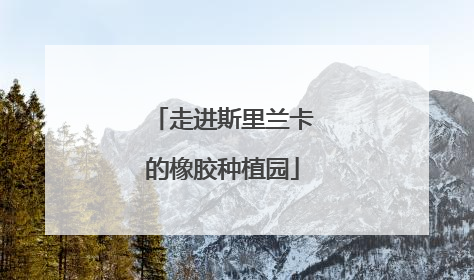 走进斯里兰卡的橡胶种植园