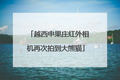 越西申果庄红外相机再次拍到大熊猫