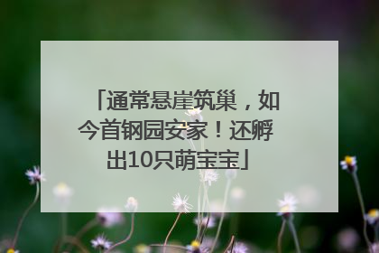 通常悬崖筑巢，如今首钢园安家！还孵出10只萌宝宝