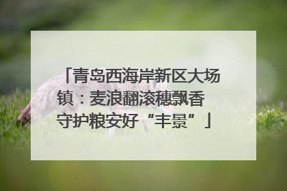 青岛西海岸新区大场镇：麦浪翻滚穗飘香 守护粮安好“丰景”