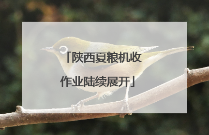 陕西夏粮机收作业陆续展开