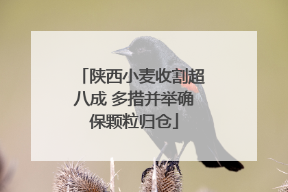 陕西小麦收割超八成 多措并举确保颗粒归仓