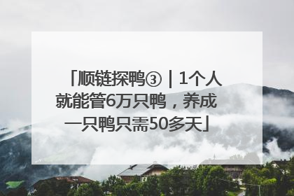 顺链探鸭③｜1个人就能管6万只鸭，养成一只鸭只需50多天