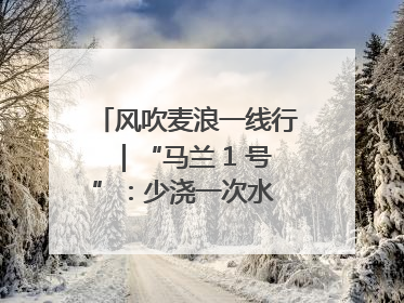 风吹麦浪一线行｜“马兰 1 号”：少浇一次水 多产一成粮
