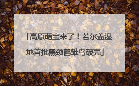 高原萌宝来了！若尔盖湿地首批黑颈鹤雏鸟破壳