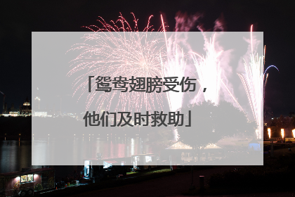 鸳鸯翅膀受伤，他们及时救助