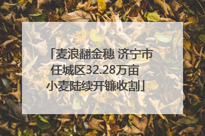 麦浪翻金穗 济宁市任城区32.28万亩小麦陆续开镰收割