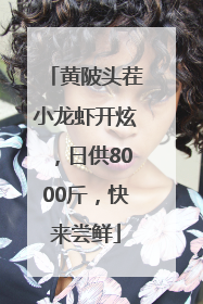 黄陂头茬小龙虾开炫，日供8000斤，快来尝鲜