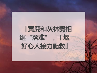 黄麂和灰林鸮相继“落难”，十堰好心人接力施救