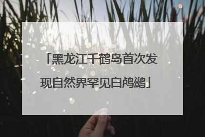 黑龙江千鹤岛首次发现自然界罕见白鸬鹚