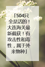 504只全是活的！大连海关最新截获！有攻击性和毒性，属于外来物种