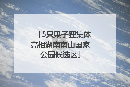 5只果子狸集体亮相湖南南山国家公园候选区